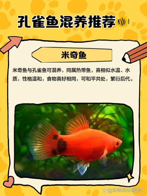 孔雀魚混養最佳搭配圖，孔雀魚可以和哪些觀賞魚混養