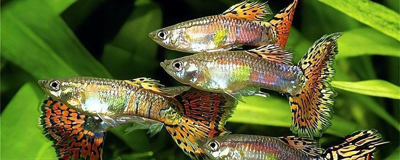孔雀魚混養最佳搭配圖，孔雀魚可以和哪些觀賞魚混養
