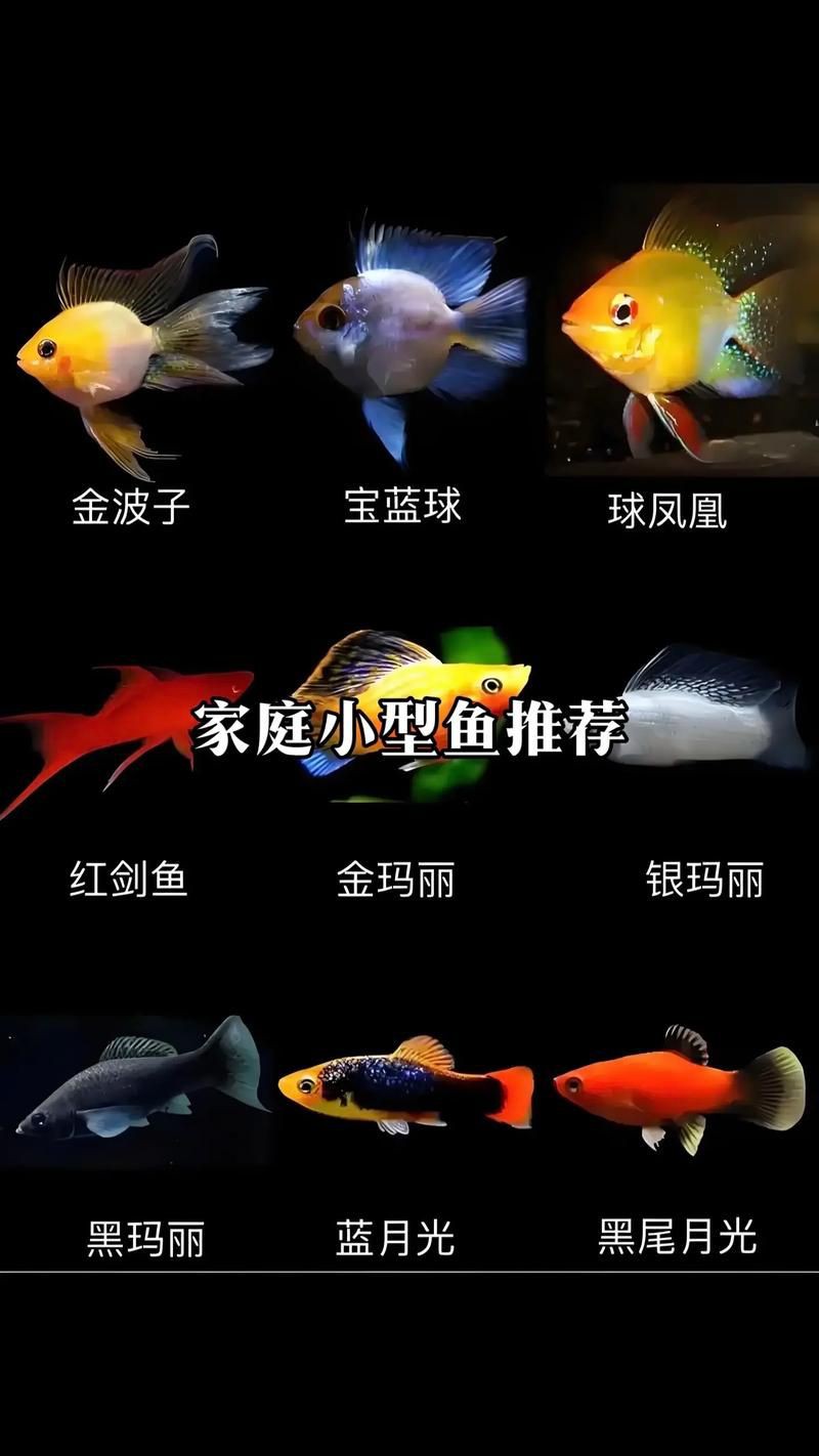 孔雀魚混養最佳搭配圖，孔雀魚可以和哪些觀賞魚混養