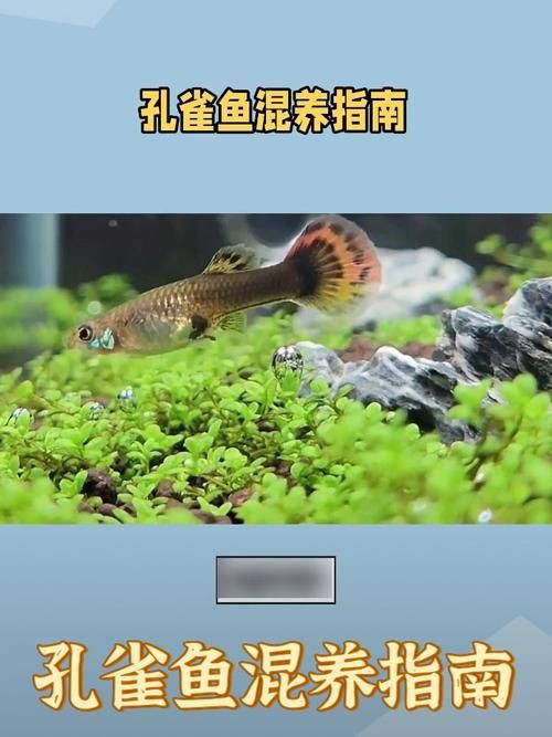 孔雀魚混養最佳搭配圖，孔雀魚可以和哪些觀賞魚混養