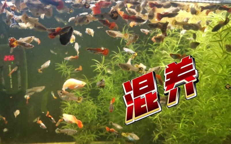 孔雀魚混養最佳搭配圖，孔雀魚可以和哪些觀賞魚混養