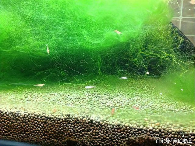 如何判斷金龍擺件是否需要凈化？，純銅九龍金璽擺件有什么講究如何布置家居更吉祥房天下