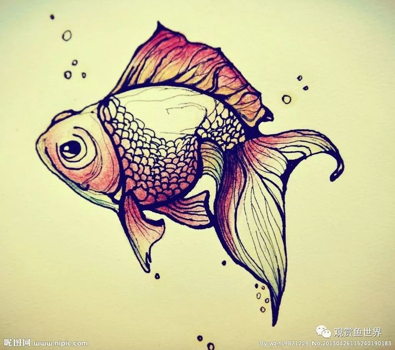 養魚先喂食還是先換水，養觀賞魚是先喂食還是先換水