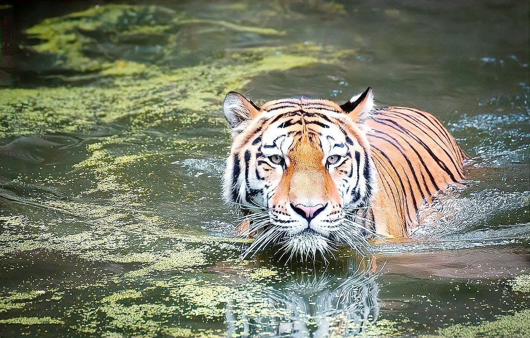 佩戴過背金龍飾品有哪些注意事項？，佩戴過背金龍飾品的注意事項