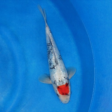 丹頂魚多少錢一條，丹頂錦鯉多少錢一條附丹頂錦鯉魚多少錢一條附丹頂錦鯉魚種類