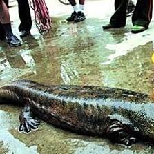 丹頂魚多少錢一條，丹頂錦鯉多少錢一條附丹頂錦鯉魚多少錢一條附丹頂錦鯉魚種類