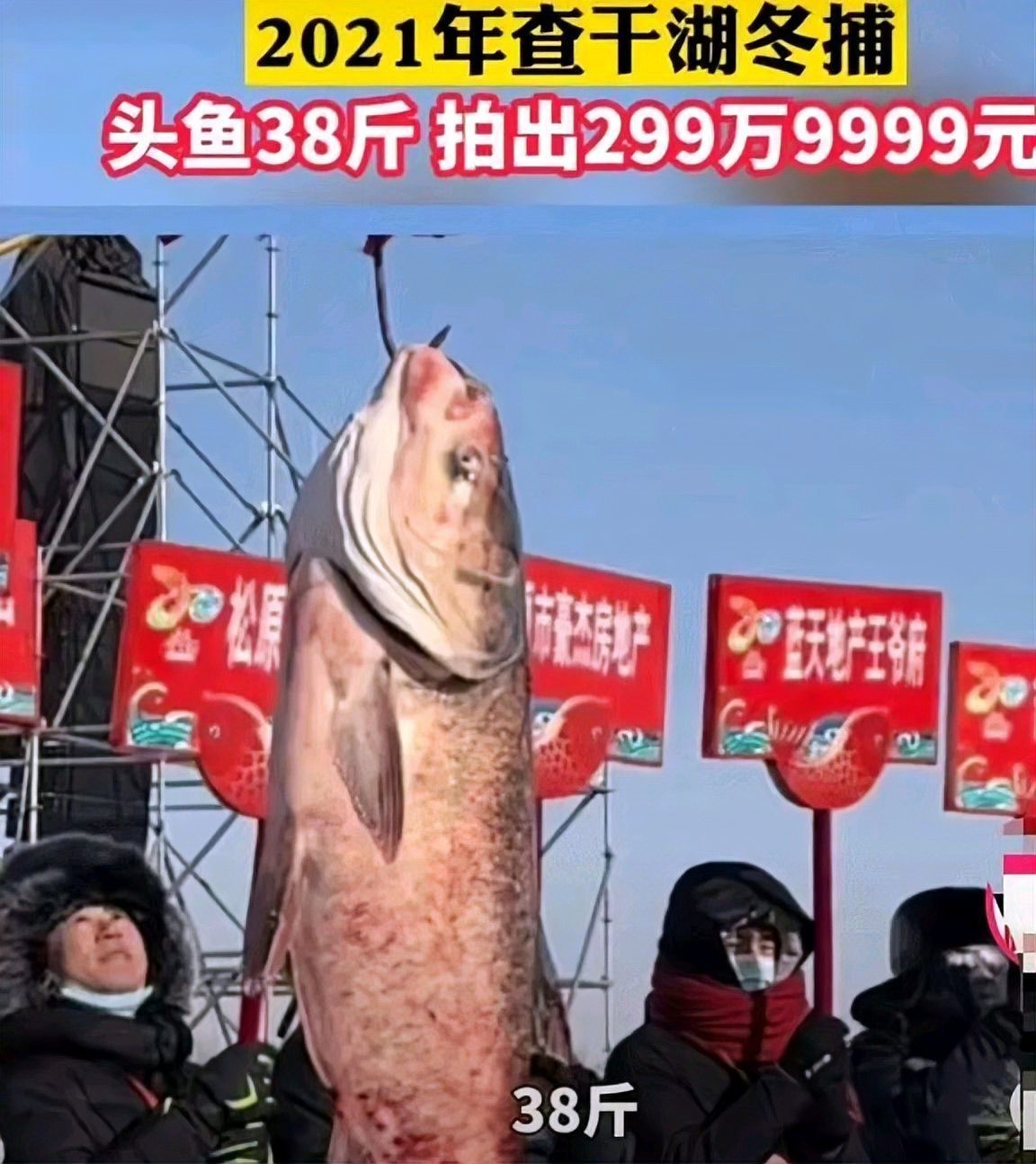 中國魚寶拍賣交易，中國魚寶拍賣交，魚寶鑒定
