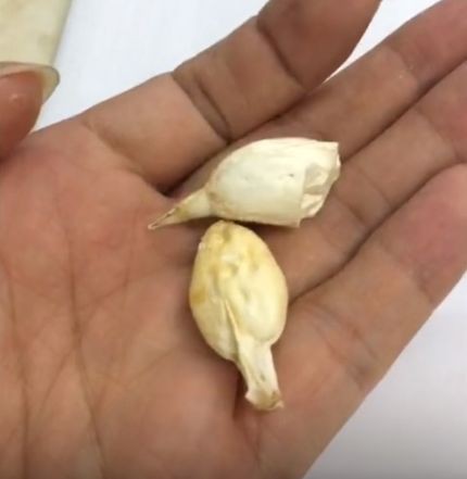 中國魚寶拍賣交易，中國魚寶拍賣交，魚寶鑒定