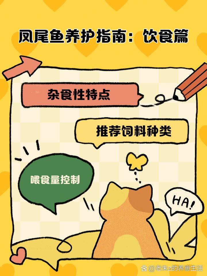 鳳魚吃什么食物，鳳尾魚吃什么食物起航知識小鳳尾魚飼養(yǎng)全攻略