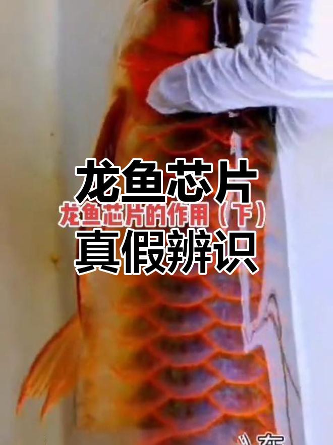 如何辨別龍魚證書的真偽？，《如何辨別龍魚證書的真偽》龍巔龍魚芯片查詢揭秘