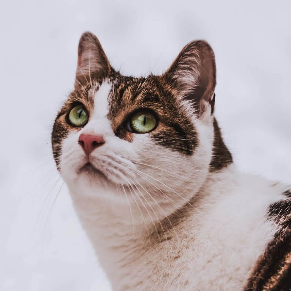 家里養招財貓魚好不好，家居風水:家養招財貓魚，三忌!你是不是中了? 家里養招財貓魚好不好，家居風水:家養招財貓魚，三忌!你是不是中了? 全國水族館企業名錄 第4張