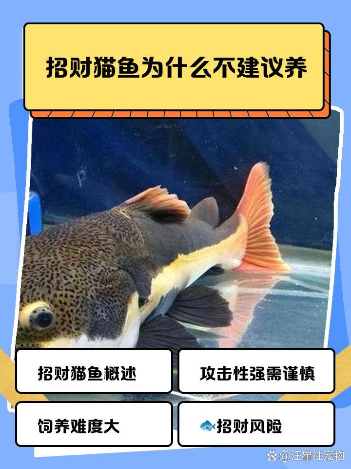 家里養招財貓魚好不好，家居風水:家養招財貓魚，三忌!你是不是中了?