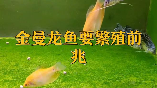 如何判斷曼龍魚是否進入繁殖期？，判斷曼龍魚是否進入繁殖期可從多方面觀察體表特征上