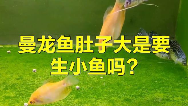 如何判斷曼龍魚是否進入繁殖期？，判斷曼龍魚是否進入繁殖期可從多方面觀察體表特征上