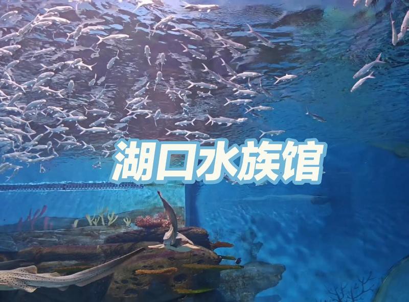 浦北縣水族店，浦北縣易周水族店和浦北縣張黃鎮佳寶水族店名錄集