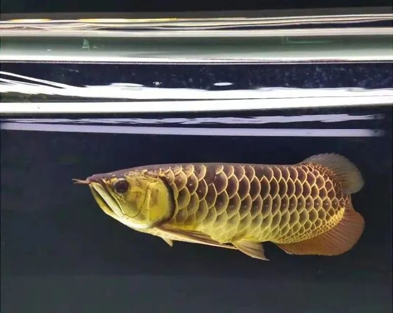 如何判斷金龍魚的性別？，養(yǎng)魚大全金龍魚怎么分辨公母咪朵龍魚公母分辨方法