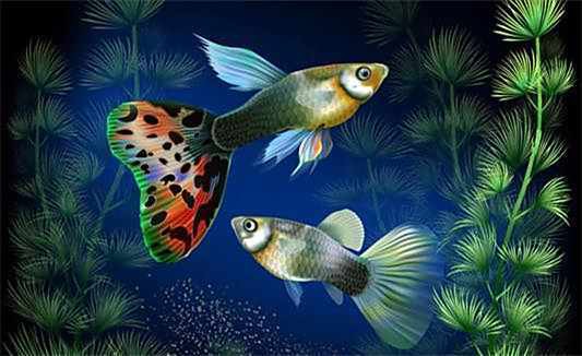 鳳尾魚幾天不喂會餓死，《鳳尾魚幾天不喂會餓死》