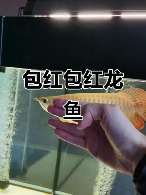 紅龍魚(yú)發(fā)色過(guò)程圖解,養(yǎng)魚(yú)說(shuō),探秘紅龍:發(fā)色類型、影響因素與變化階段 龍魚(yú)百科 第16張 紅龍魚(yú)發(fā)色過(guò)程圖解,養(yǎng)魚(yú)說(shuō),探秘紅龍:發(fā)色類型、影響因素與變化階段 紅龍魚(yú)發(fā)色過(guò)程圖解,養(yǎng)魚(yú)說(shuō),探秘紅龍:發(fā)色類型、影響因素與變化階段 龍魚(yú)百科 第16張