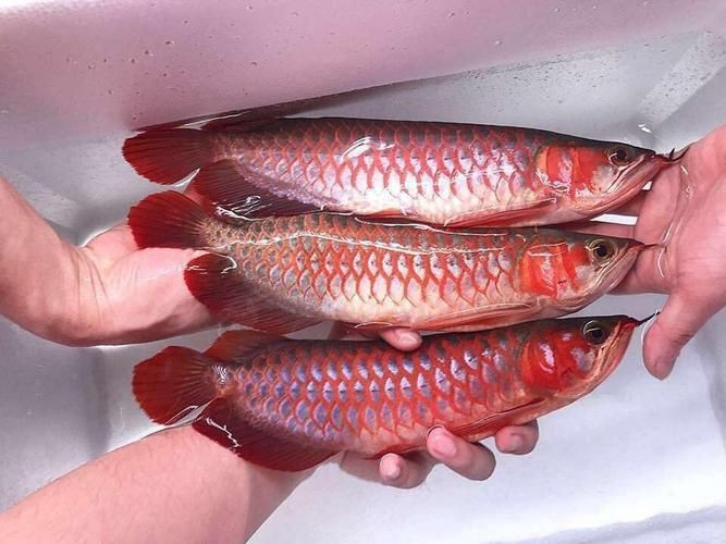 紅龍魚圖片高清，《紅龍魚圖片高清》