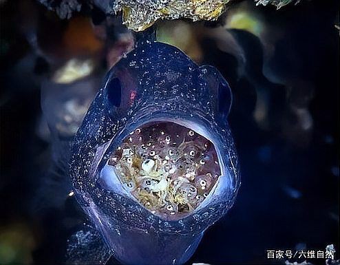 泗水魚是什么意思，“泗水魚”并非單一物種而是涉及不同地域與類型的魚類概念
