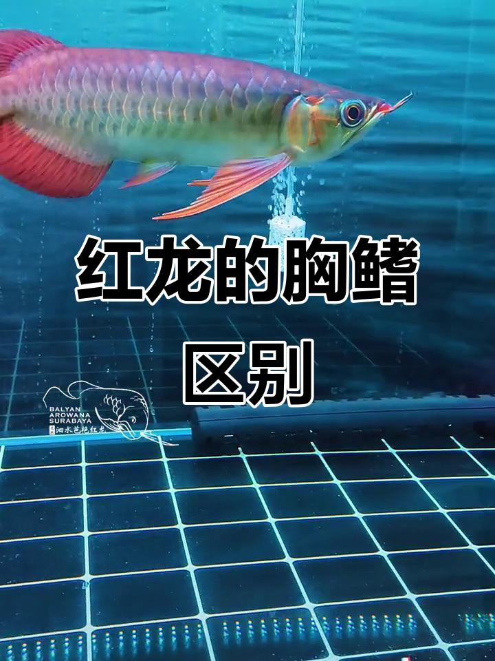 如何挑選高品質的大湖紅龍？，如何挑選優質大湖紅龍