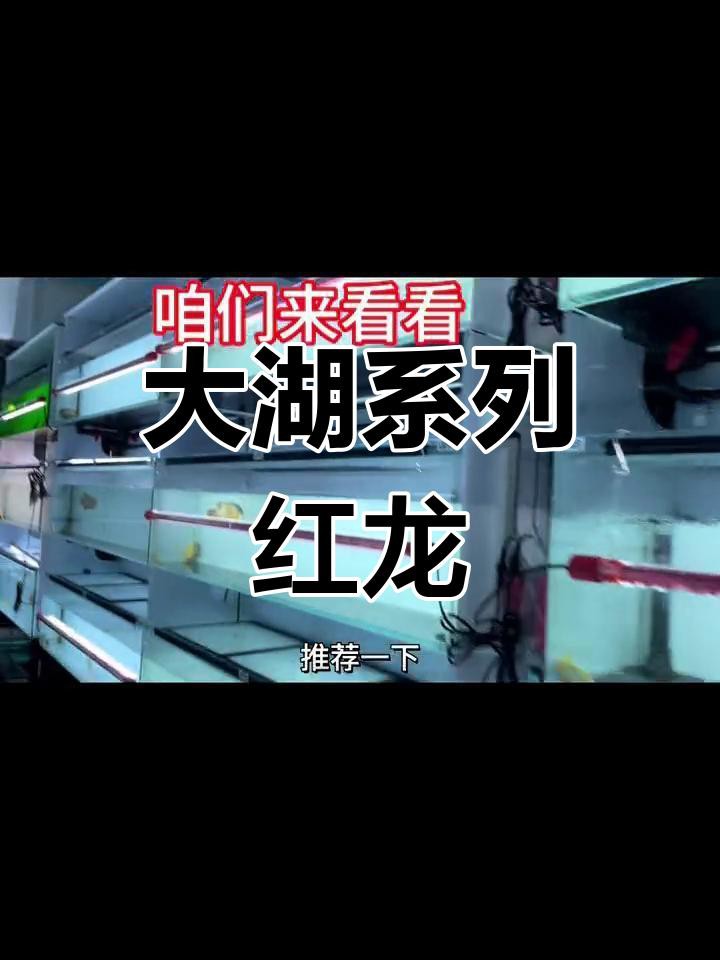 如何挑選高品質的大湖紅龍？，如何挑選優質大湖紅龍