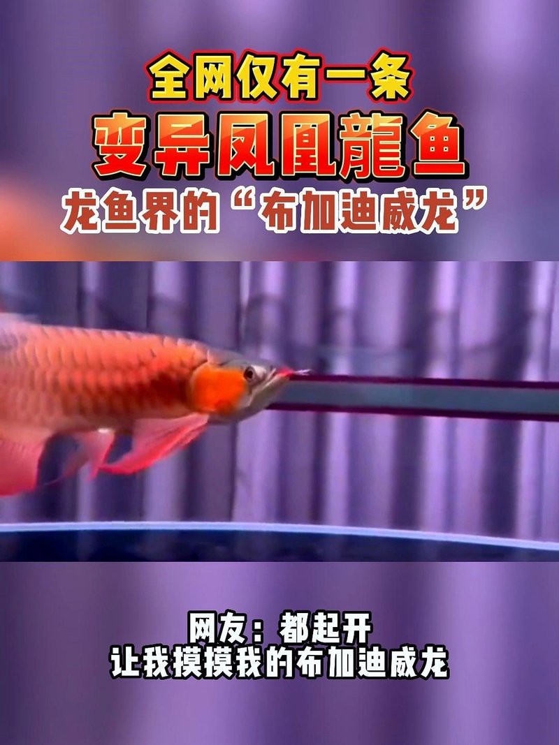 鳳凰龍魚哪個品種最稀有？，揭秘十大天價稀有魚類，最后一種竟是活體黃金編輯