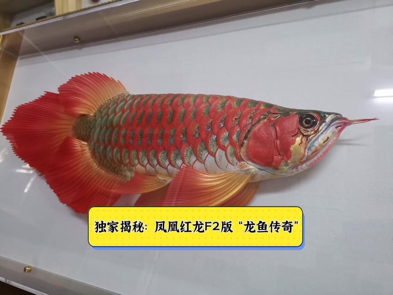 鳳凰龍魚哪個品種最稀有？，揭秘十大天價稀有魚類，最后一種竟是活體黃金編輯