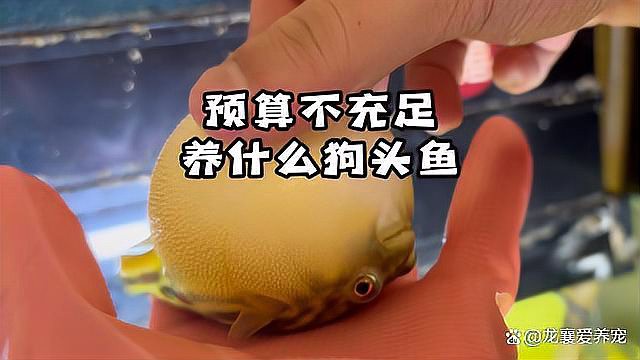 什么狗頭魚最貴，《什么狗頭魚最貴》皇冠狗頭魚最貴狗頭魚 什么狗頭魚最貴，《什么狗頭魚最貴》皇冠狗頭魚最貴狗頭魚\
