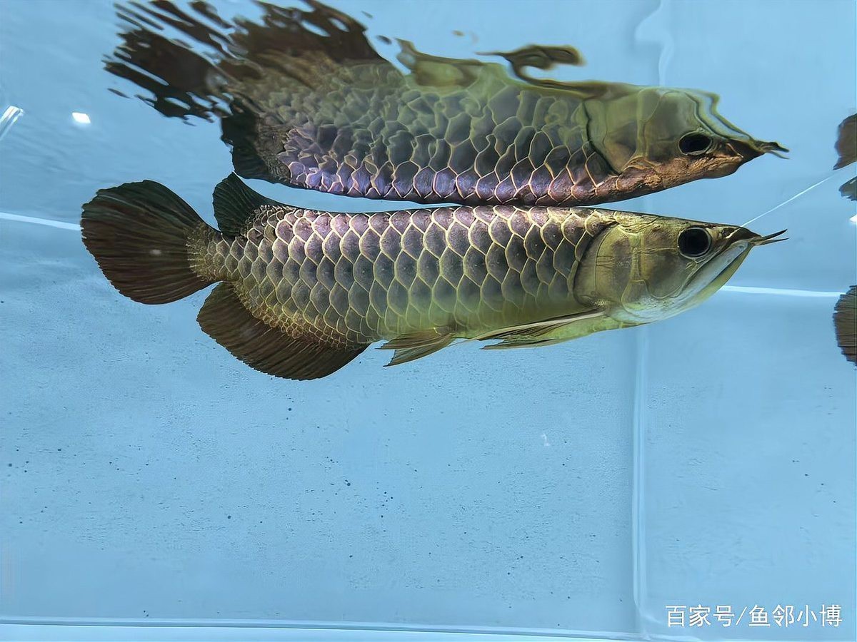6700K白光對紅龍有何影響？，6700k白光對紅龍魚具有顯著影響，其色溫接近自然光線