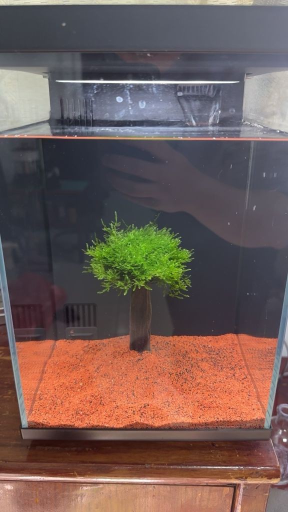 小米2代魚(yú)缸適合養(yǎng)雷龍魚(yú)嗎？，小米2代魚(yú)缸養(yǎng)什么魚(yú)合適