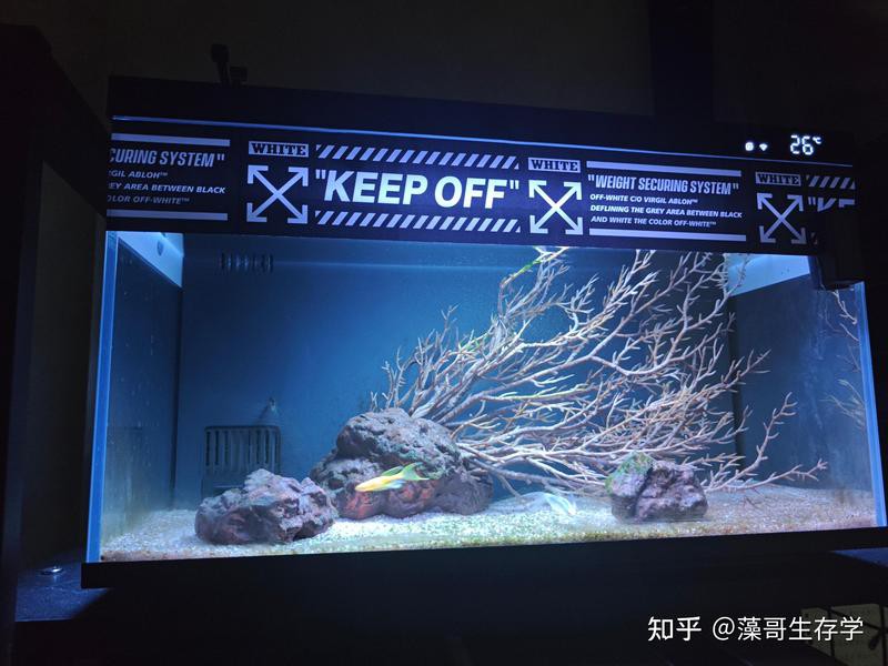 小米2代魚缸適合養雷龍魚嗎？，小米2代魚缸養什么魚合適