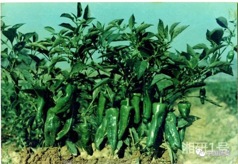 全國十大辣椒種子品牌，中國十大辣椒種子品牌