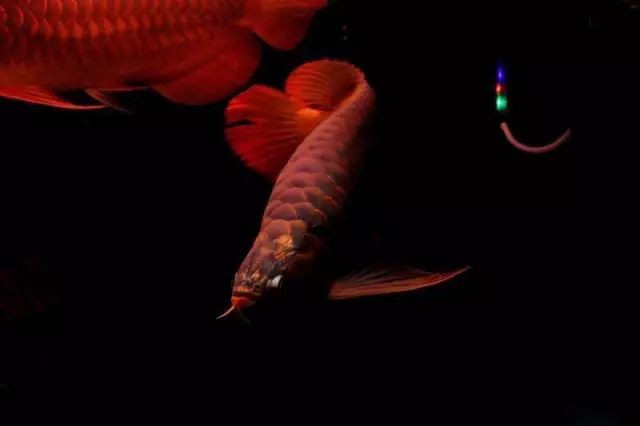 有哪些著名的龍魚攝影作品？，如何拍攝龍魚攝影作品？