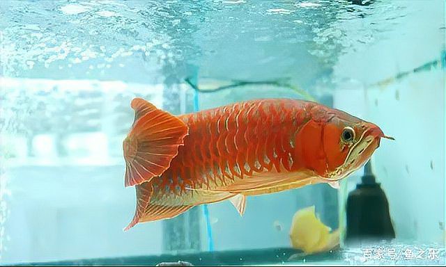 有哪些著名的龍魚攝影作品？，如何拍攝龍魚攝影作品？