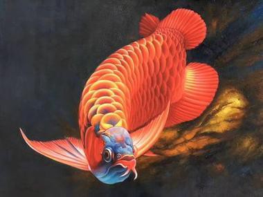 有哪些適合紅龍魚微信頭像的背景？，紅龍魚微信頭像背景推薦