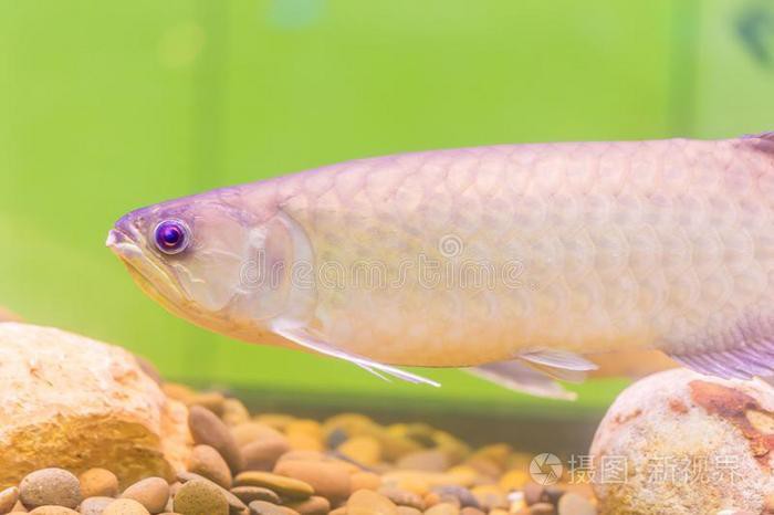 如何確認(rèn)金龍魚壁紙是否商用授權(quán)？，如何確認(rèn)金龍魚壁紙是否具備商用授權(quán)