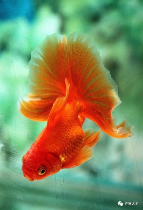 如何控制龍魚缸中的藻類？，如何科學控制魚缸藻類，讓水質更清澈