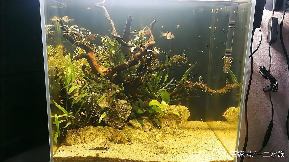 如何控制龍魚缸中的藻類？，如何科學控制魚缸藻類，讓水質更清澈