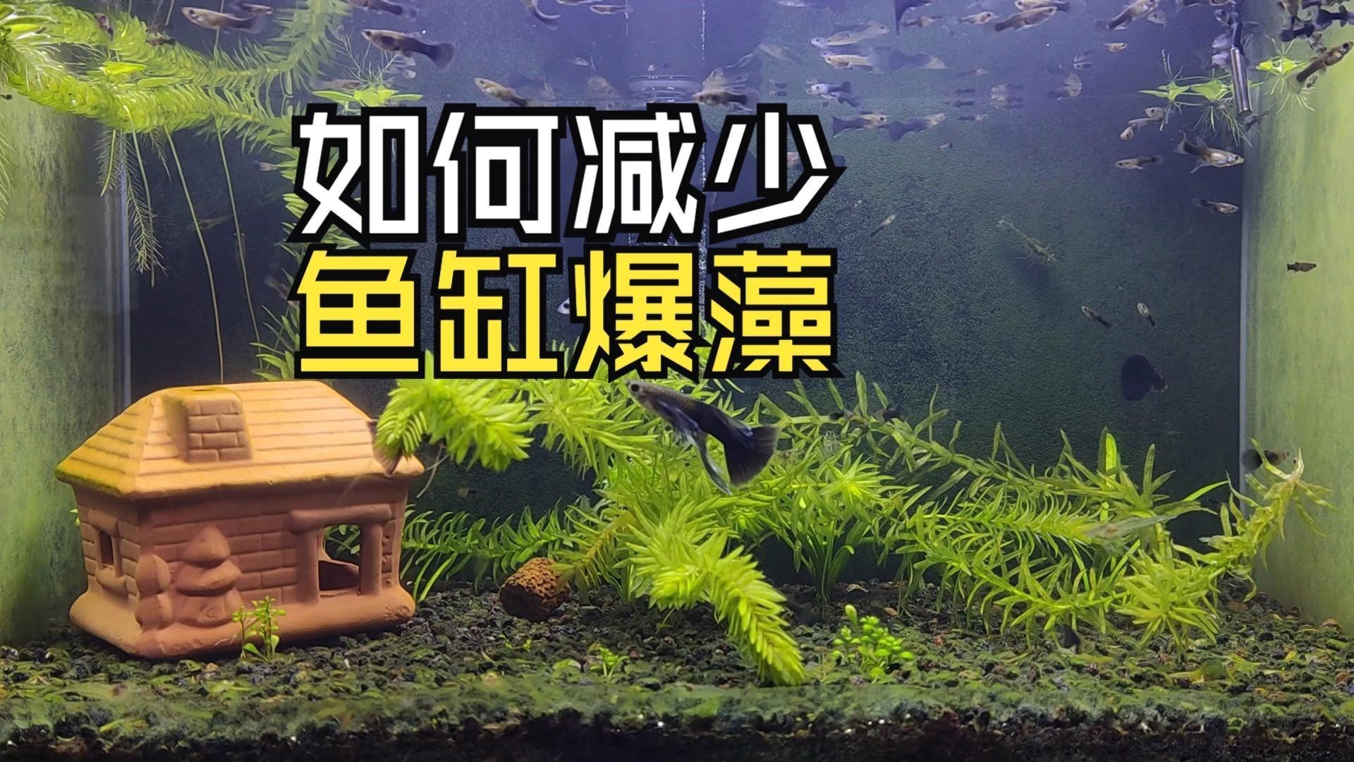 如何控制龍魚缸中的藻類？，如何科學控制魚缸藻類，讓水質更清澈