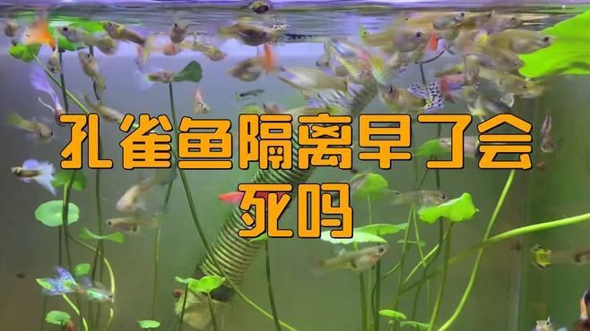 母孔雀魚隔離早了會怎么樣，孔雀魚過早隔離好嗎