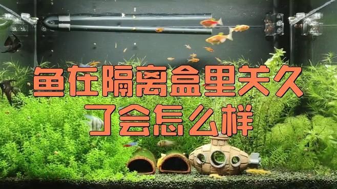 母孔雀魚隔離早了會怎么樣，孔雀魚過早隔離好嗎