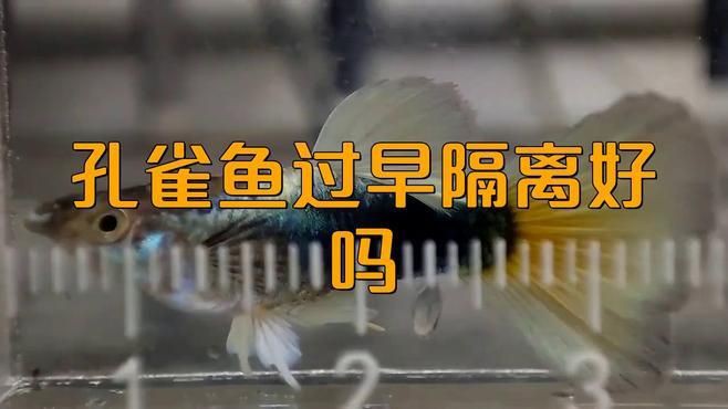 母孔雀魚隔離早了會怎么樣，孔雀魚過早隔離好嗎
