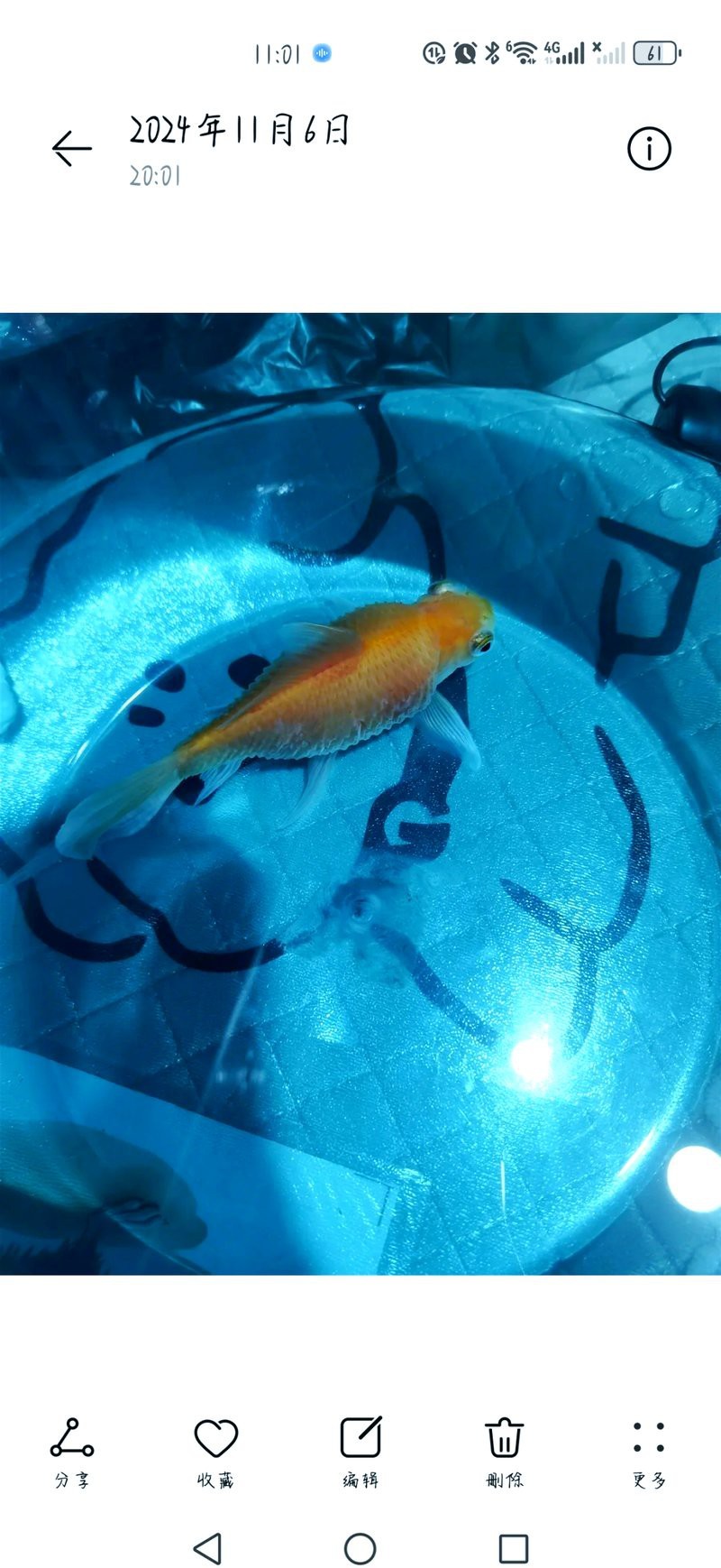 如何治療雷龍魚的腹水感染？，雷龍魚得了大肚子病怎么辦