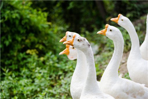 農(nóng)村建豬圈算不算違建，農(nóng)村建設(shè)豬圈屬于違建嗎 農(nóng)村建豬圈算不算違建，農(nóng)村建設(shè)豬圈屬于違建嗎 龍魚論壇 第2張