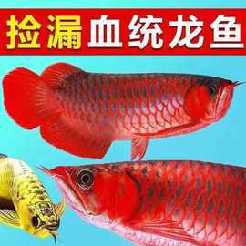 哪里可以買到紅龍魚苗？，紅龍魚苗一只多少錢