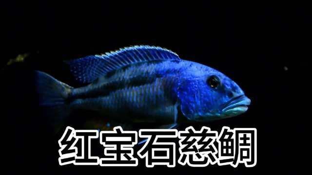 馬瑪拉莫寶石慈鯛魚，飼養(yǎng)馬拉莫寶石魚，必看指南
