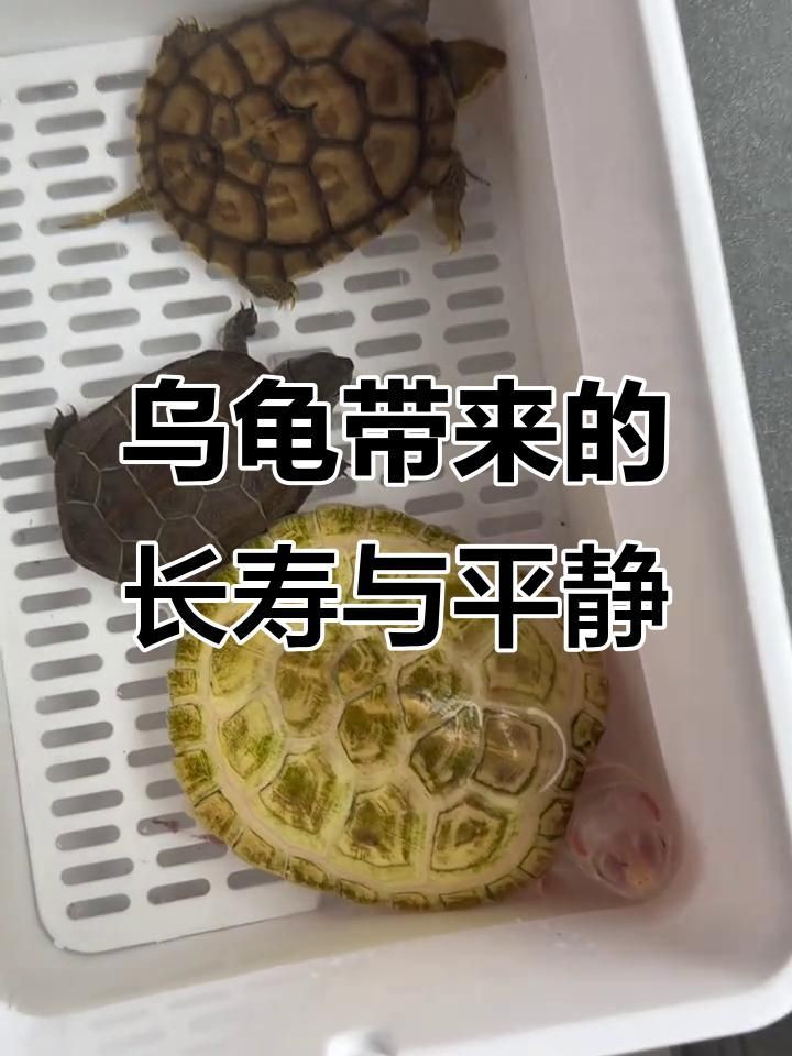 現代養龜文化有哪些新特點？，烏龜為什么成為年輕人的“新寵”