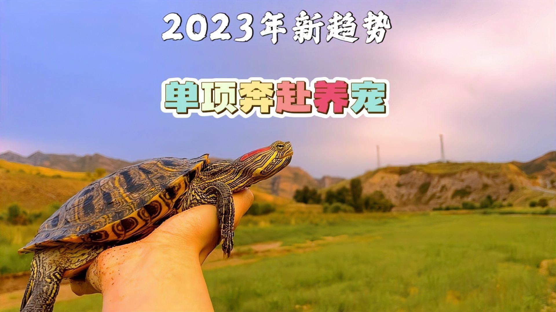 現代養龜文化有哪些新特點？，烏龜為什么成為年輕人的“新寵”