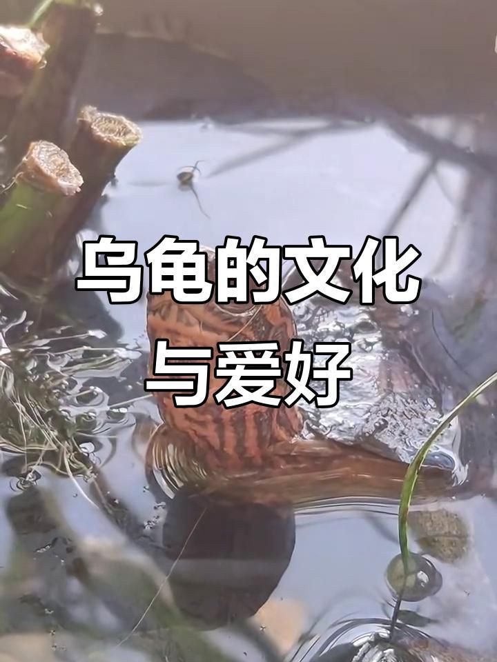 現代養龜文化有哪些新特點？，烏龜為什么成為年輕人的“新寵”